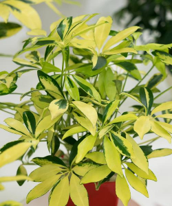 常见不开花植物有哪些 常见不开花植物有哪些