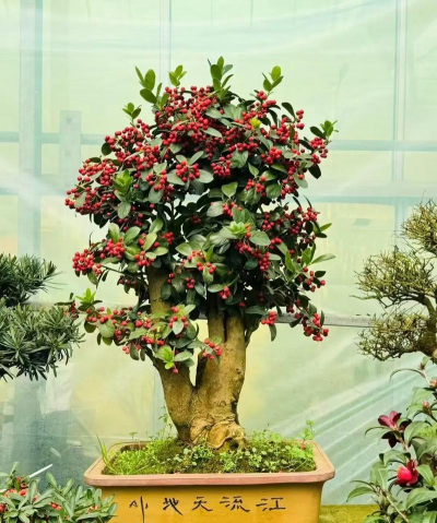 金玉满堂是哪些植物 金玉满堂是哪些植物