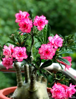 怕太阳晒得花有哪些 怕太阳晒得花有哪些