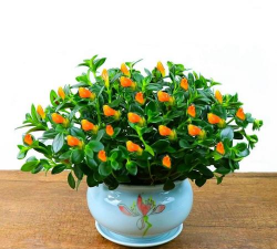 不喜阳植物有哪些 不喜阳植物有哪些