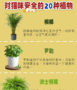 哪些植物可以预防雾霾 哪些植物可以预防雾霾