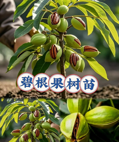 什么是碧根果树 什么是碧根果树