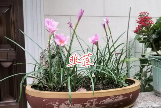 韭菜莲适合什么土壤 韭菜莲适合什么土壤