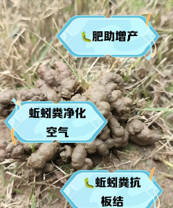 蚯蚓的粪便有什么作用 蚯蚓的粪便有什么作用