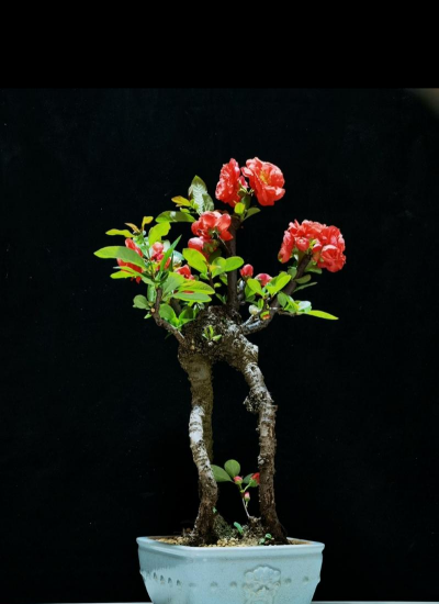 红花配什么花盆好 红花配什么花盆好