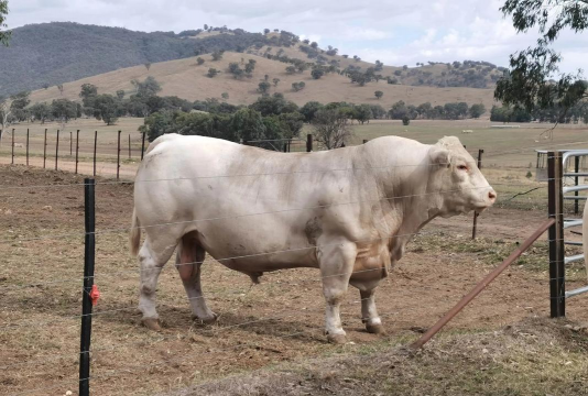 养什么牛长得快 养什么牛长得快