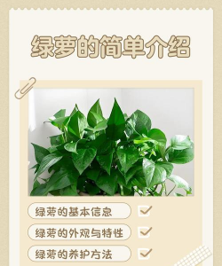 绿萝有什么作用 绿萝有什么作用