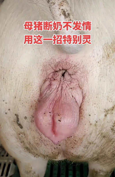 母猪发抖是什么原因 母猪发抖是什么原因