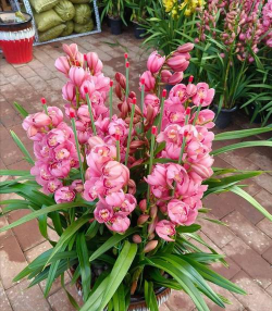 大花蕙兰的颜色有哪些 大花蕙兰的颜色有哪些