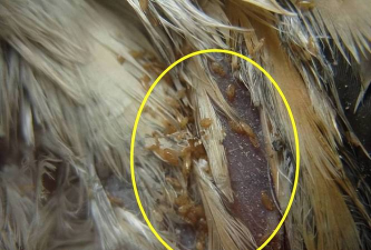 鸡有什么寄生虫 鸡有什么寄生虫