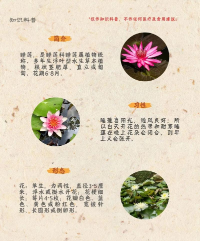 为什么不能养睡莲 为什么不能养睡莲