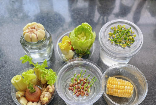 适合冬天水培蔬菜有哪些 适合冬天水培蔬菜有哪些