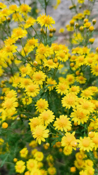 野菊花种类有哪些 野菊花种类有哪些