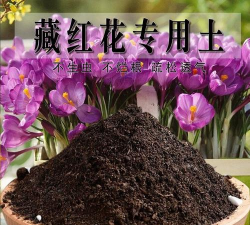 藏红花用什么土壤 藏红花用什么土壤