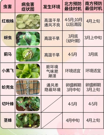 有哪些月季抗病虫害 有哪些月季抗病虫害