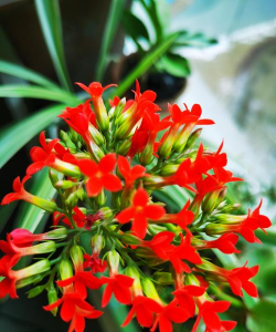 开花倒着的花有哪些 开花倒着的花有哪些