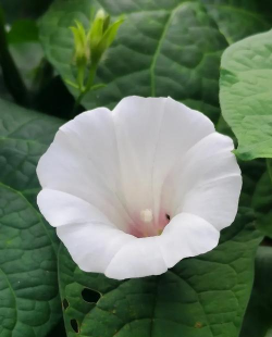 喇叭状白色的花有哪些 喇叭状白色的花有哪些