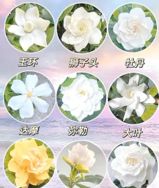 什么品种栀子最香 什么品种栀子最香