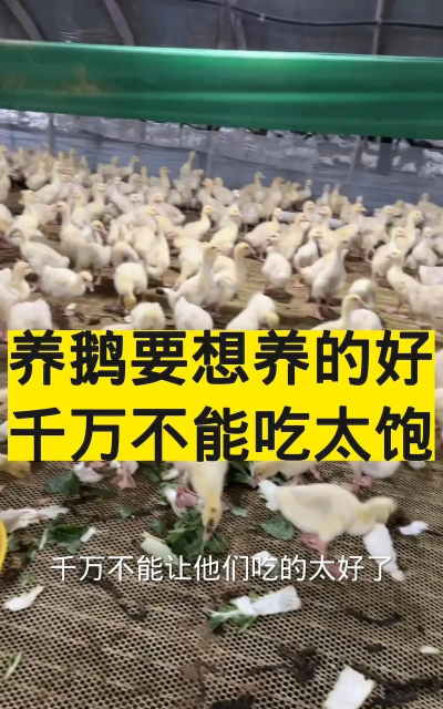 养鹅要什么条件 养鹅要什么条件