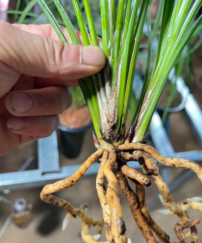 秋天种什么兰花好 秋天种什么兰花好