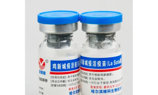 鸡有什么疫苗 鸡有什么疫苗