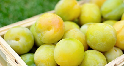 梅子黄的时候是什么季节 梅子黄的时候是什么季节