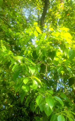 常绿阔叶树种有哪些 常绿阔叶树种有哪些