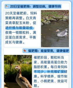 养鹅应注意什么 养鹅应注意什么