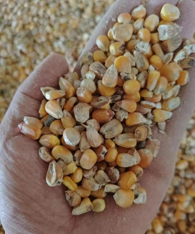 发霉玉米什么样子 发霉玉米什么样子