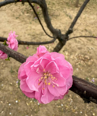 我为什么喜欢拍花 我为什么喜欢拍花