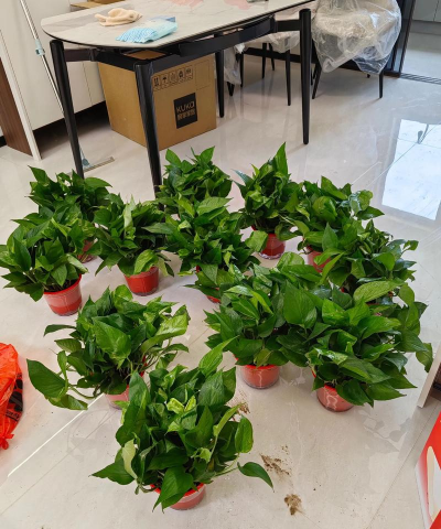 鹅掌木适合什么肥料 鹅掌木适合什么肥料