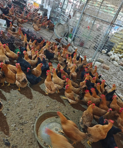 北方养什么鸡好 北方养什么鸡好