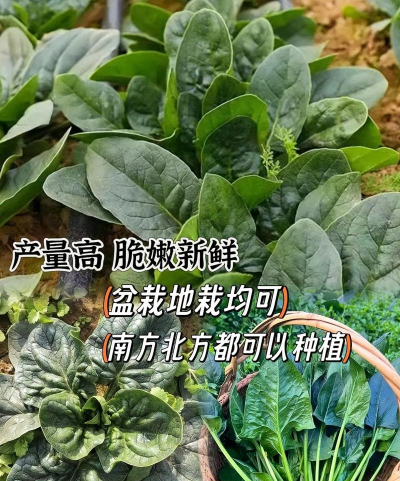 菠菜使用什么土更好 菠菜使用什么土更好