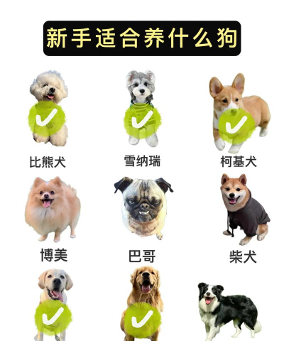 初学者养什么狗 初学者养什么狗