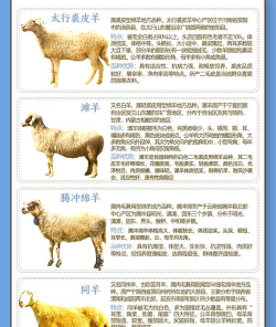 绵羊都有什么品种 绵羊都有什么品种