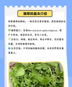 什么样的草喂母猪最好 什么样的草喂母猪最好