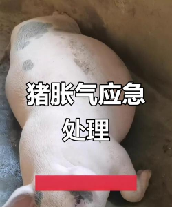 猪肚子涨是什么引起的 猪肚子涨是什么引起的