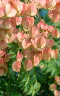 秋天有长什么植物 秋天有长什么植物