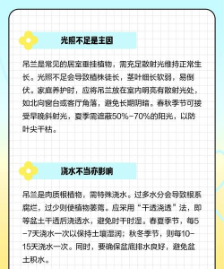 千叶吊兰叶子干枯是什么原因 千叶吊兰叶子干枯是什么原因