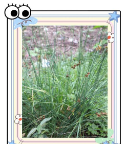 小草的作用 小草的作用