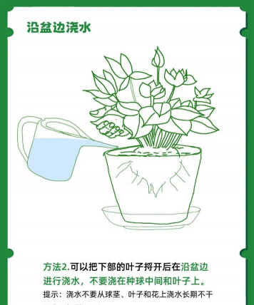 仙客来如何养 仙客来如何养