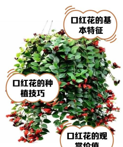 什么花植物能制作口红 什么花植物能制作口红