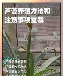 芦荟怎么养殖方法 芦荟怎么养殖方法