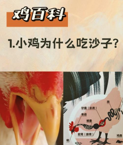 家禽为什么要吃沙粒 家禽为什么要吃沙粒