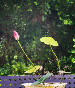 碗莲种什么品种好 碗莲种什么品种好