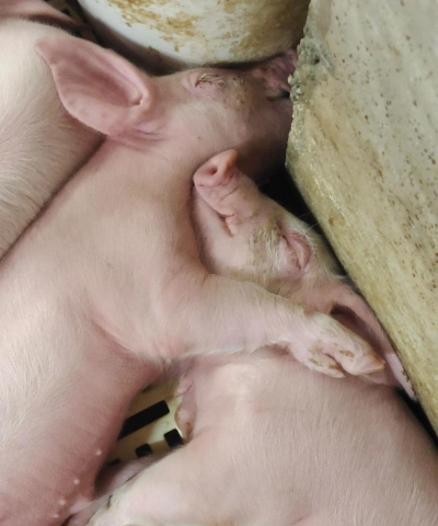 小猪身子发抖是什么 小猪身子发抖是什么