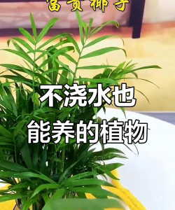 什么植物好养不用浇水 什么植物好养不用浇水