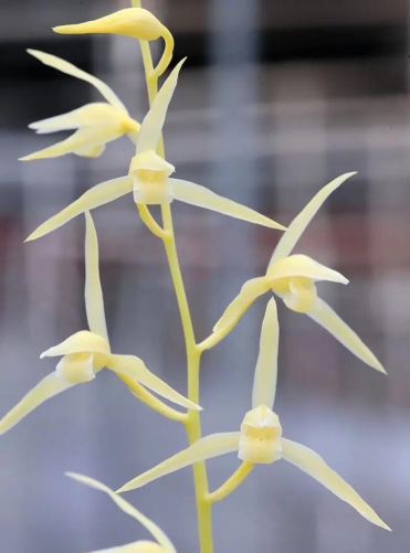 冬天什么品种的兰花耐寒 冬天什么品种的兰花耐寒