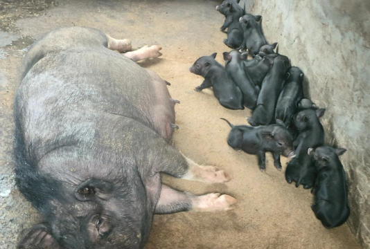 农民养猪找什么部门 农民养猪找什么部门