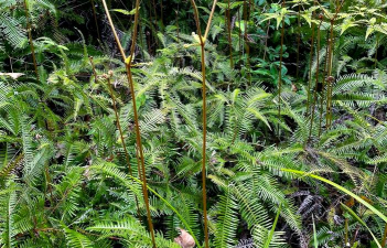 芒萁是什么植物 芒萁是什么植物